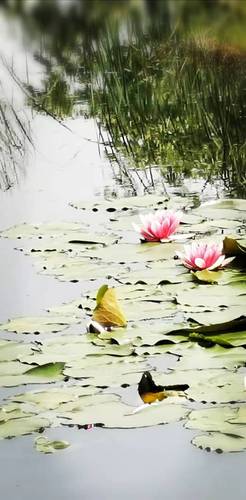 出水芙蓉